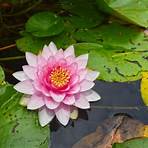 water lilies names1