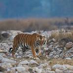 bengal tiger habitat3
