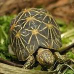 Tortoise1