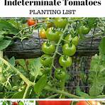 What is a golden Indeterminate tomato?4