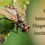 Fliege4