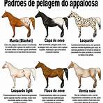 cavalos de raça appaloosa3