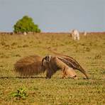 What is the fur on a giant anteater%3F3