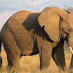 Elephant wikipedia2