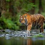 Der Tiger1