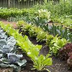 organic gardening for beginners3