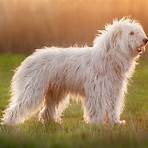 white dog fluffy3