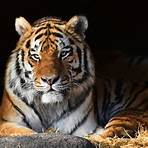 El tigre3