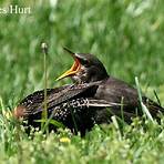 what happened to starlings in tennessee4