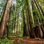 Redwood2