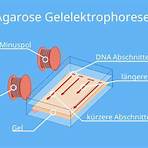 pcr methode1