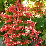 la vega trinidad plants for sale2