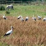 White Stork4