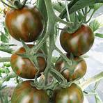 grüne tomaten sorten3