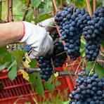 where is barolo wine made from fruit4