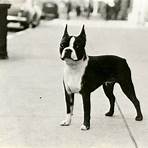 why was boston named boston terrier4