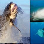 10 squali più pericolosi2