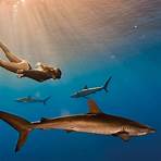 artículos de divulgación científica cortos para niños de tiburones1