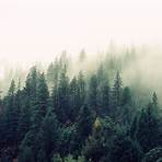 bäume klimaschutz zitat5
