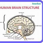 human brain class 103