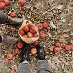 gourmet carmel apple orchard hill road columbus ohio4