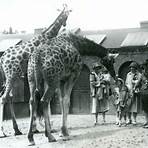 giraffe house history2