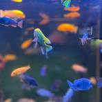 best freshwater aquarium fish3