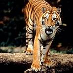 tiger animals4