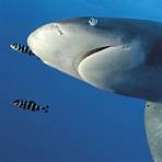 artículos de divulgación científica cortos para niños de tiburones3