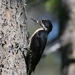 pileated woodpecker3