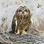 Owl wikipedia3