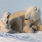 polar bears endangered4