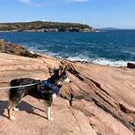 Are Dogs Allowed in Acadia National Park?3