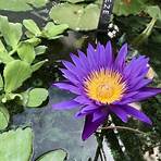 water lilies names4