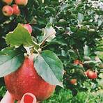 gourmet carmel apple orchard new york state 2020 calendar4