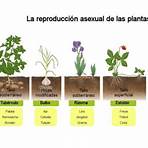 proceso reproductivo de las plantas4