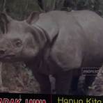Berapa jumlah badak jawa di Taman Nasional Ujung Kulon?2