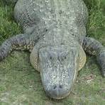 Alligator Eyes4