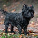 cairn terrier3