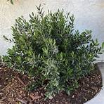 olive tree1