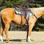 quarter horse for sale3
