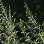Artemisia (plant) wikipedia1