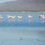 calafate argentina2