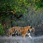 Bengal tiger4