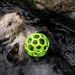 monterey bay aquarium live cam sea otters4