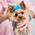 yorkshire terrier micro2