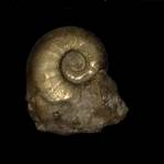 Ammonite4
