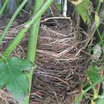 What does a nest look like?3