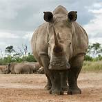 White Rhino2