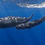 leviatã baleia2